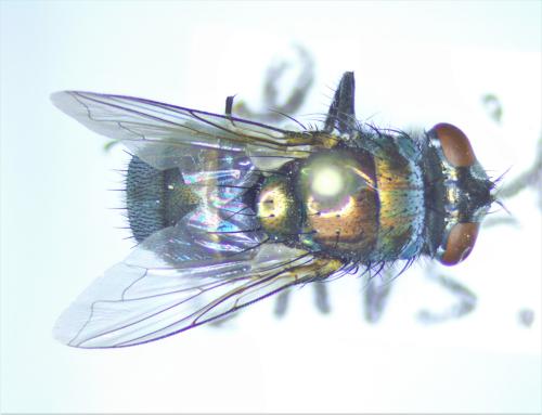 Lucilia sericata